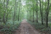 Bois des crottées